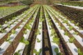 Organic vegetables hydro phonic Plantation Royalty Free Stock Photo