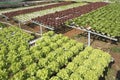 Organic vegetables hydro phonic Plantation Royalty Free Stock Photo