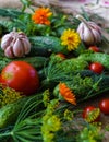 Organic vegetables.a set of beet cucumbers, dill, garlic and tomato Royalty Free Stock Photo