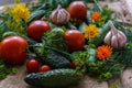 Organic vegetables.a set of beet cucumbers, dill, garlic and tomato Royalty Free Stock Photo