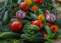 Organic vegetables.a set of beet cucumbers, dill, garlic and tomato Royalty Free Stock Photo