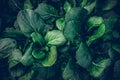 Organic Vegetables,  Vegetables leaves green dark and drop of water. beautiful dark green leaves Royalty Free Stock Photo