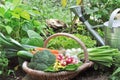 Fresh  vegetables in basket in a vegetable garden Royalty Free Stock Photo