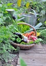 vegetables in a wicker basket in a vegetable garden Royalty Free Stock Photo