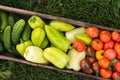 Organic vegetables in wooden box close up, top view. Freshly harvested tomato, pepper and cucumber in garden Royalty Free Stock Photo