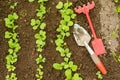 Organic vegetables, young radishes in the ground in an eco home.