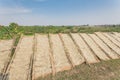 Organic Vietnamese rice vermicelli drying in the sunlight on bamboo fences near banana farm Royalty Free Stock Photo