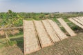 Organic Vietnamese rice vermicelli drying in the sunlight on bamboo fences near banana farm Royalty Free Stock Photo