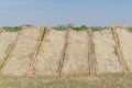 Homemade Vietnamese rice vermicelli drying in the sunlight on bamboo fences outside of Hanoi, Vietnam Royalty Free Stock Photo