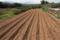 Organic village small field crop harvest local empty plowed, Greece