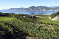 Organic Vineyard Naramata Okanagan Valley British Columbia Royalty Free Stock Photo