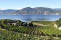 Organic Vineyard Naramata Okanagan Valley British Columbia Royalty Free Stock Photo