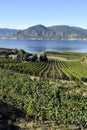 Organic Vineyard Naramata Okanagan Valley British Columbia Royalty Free Stock Photo