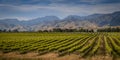 Organic Vineyard overview Marlborough area new zealand Royalty Free Stock Photo