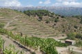 Organic vineyard in Priorat (aka Priorato), Spain