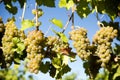 Organic Viognier Grape Okanagan Valley Royalty Free Stock Photo