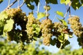 Organic Viognier Grape Okanagan Valley Royalty Free Stock Photo