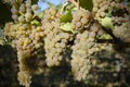 Organic Viognier Grapes Royalty Free Stock Photo