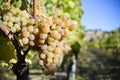 Organic Viognier Grapes Royalty Free Stock Photo