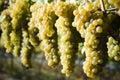 Organic Viognier Grapes Royalty Free Stock Photo