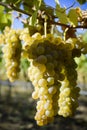 Organic Viognier Grapes Royalty Free Stock Photo