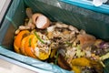 Organic waste sorting Royalty Free Stock Photo