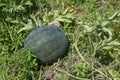 Organic watermelon on a bed in the garden ready for harvesting Royalty Free Stock Photo