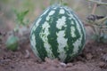 Organic watermelon in the garden, closeup view Royalty Free Stock Photo