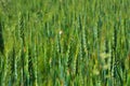 Organic wheat field Royalty Free Stock Photo