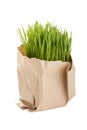 Organic Wheat Grass Royalty Free Stock Photo