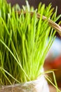 Organic wheat grass Royalty Free Stock Photo