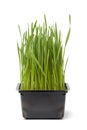 Organic wheat grass in plastic container Royalty Free Stock Photo