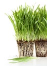 Organic wheat grass on white Royalty Free Stock Photo