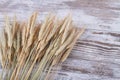 Organic wheat rye ears on white desk background. Royalty Free Stock Photo