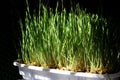 Organic Wheatgrass Royalty Free Stock Photo