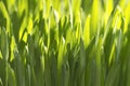 Organic Wheatgrass Royalty Free Stock Photo