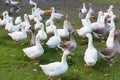 Organic white goose farm, poultry in garden Royalty Free Stock Photo