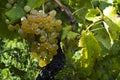 The organic white grapes (Vitis vinifera)