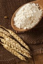 Organic Whole Wheat Flour Royalty Free Stock Photo