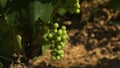 Organic Wine Grapes, Codorniu Winery, Spain