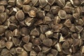 Organic Wingless Moringa (Moringa oleifera) seeds.