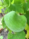 Organic winter melon growing in vegetable garden