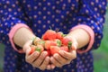 Organic, Woman hands holding fresh strawberries natural green background Royalty Free Stock Photo