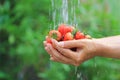 Organic, Woman hands holding fresh strawberries are washing under running water in natural green background Royalty Free Stock Photo