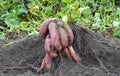 Organic yams, sweet potatoes gardening. Sweet potatoes growing.