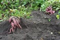 Organic yams, sweet potatoes roots harvesting