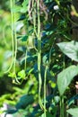 Organic yard long bean snake bean or vigna unguiculata hanging in vegetable farm natural background
