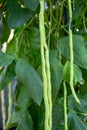 Organic yard long Bean (Vigna unguiculata) on agriculture field Royalty Free Stock Photo