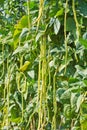 Organic yard long Bean (Vigna unguiculata) Royalty Free Stock Photo