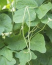 Organic yard long Bean Vigna unguiculata